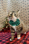 Fuzzy Wuzzy - Photo 4
