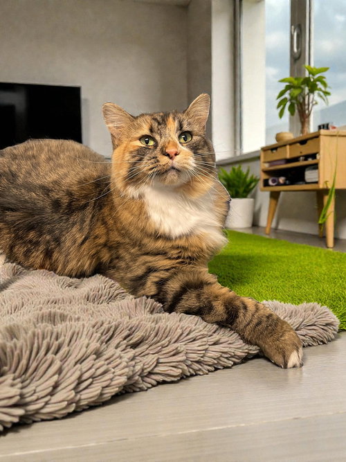 FUZZY WUZZY - Domestic Long Hair available for adoption
