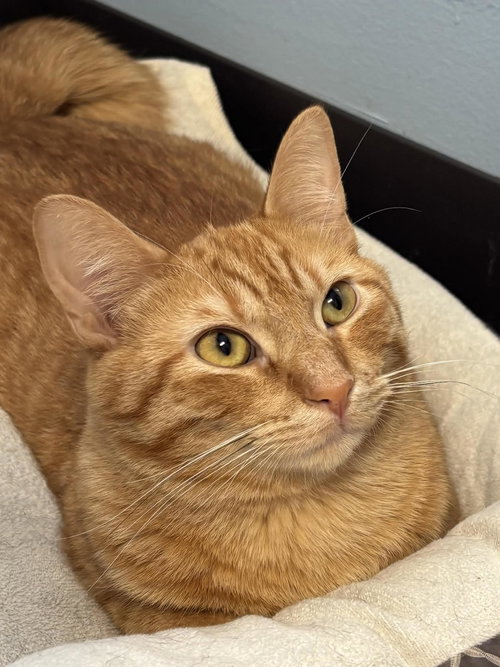 picture of the cat needing adoption