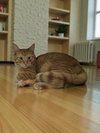 Milkshake - Photo 3