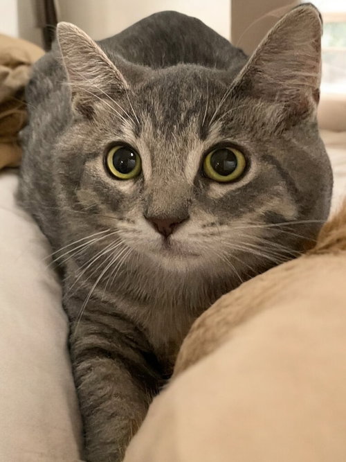 picture of the cat needing adoption
