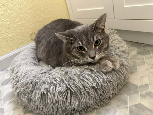 WHOPPER - Domestic Short Hair available for adoption