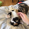 Nugget - Photo 1