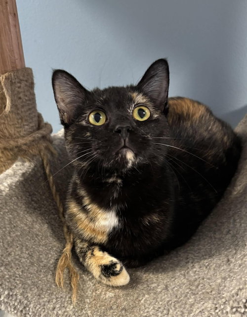 CHAI - Domestic Short Hair available for adoption
