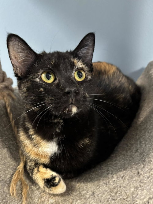CHAI - Domestic Short Hair available for adoption