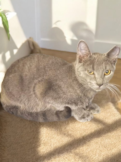 BARROW - Domestic Short Hair available for adoption