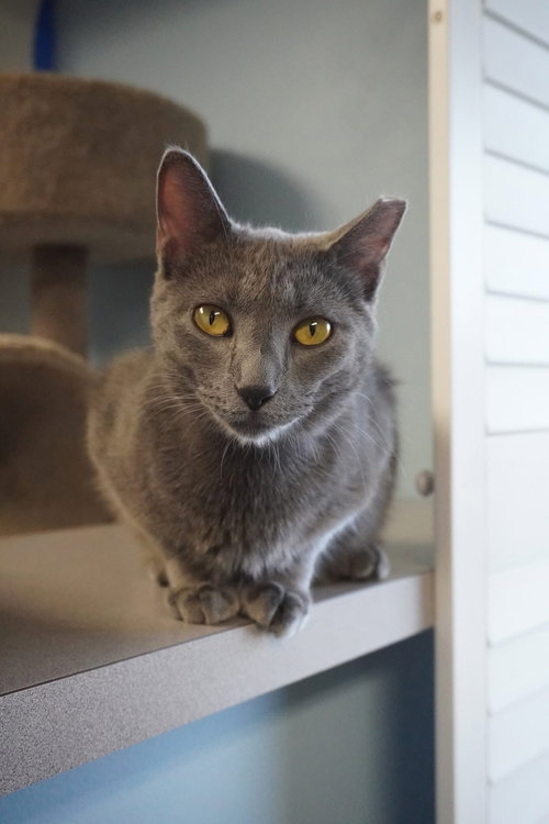 Barrow, an adoptable Domestic Short Hair in Champaign, IL