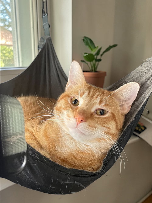 BANNACK - Domestic Short Hair available for adoption
