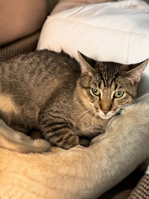 picture of the cat needing adoption