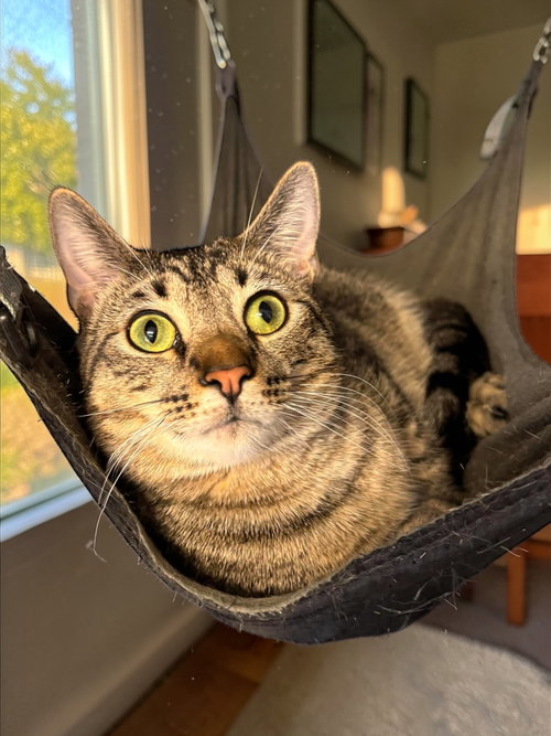 MILES - Domestic Short Hair available for adoption