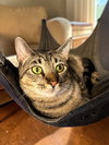 Miles - Photo 1