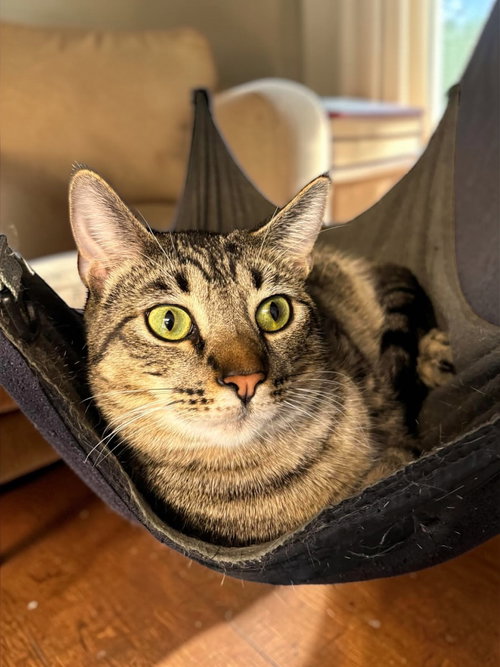 MILES - Domestic Short Hair available for adoption