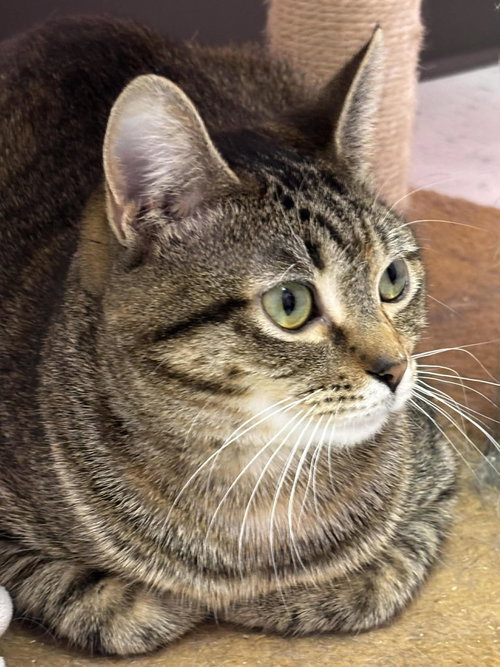HELENA - Domestic Short Hair available for adoption
