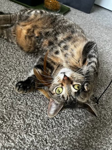 Helena, an adoptable Domestic Short Hair in Champaign, IL