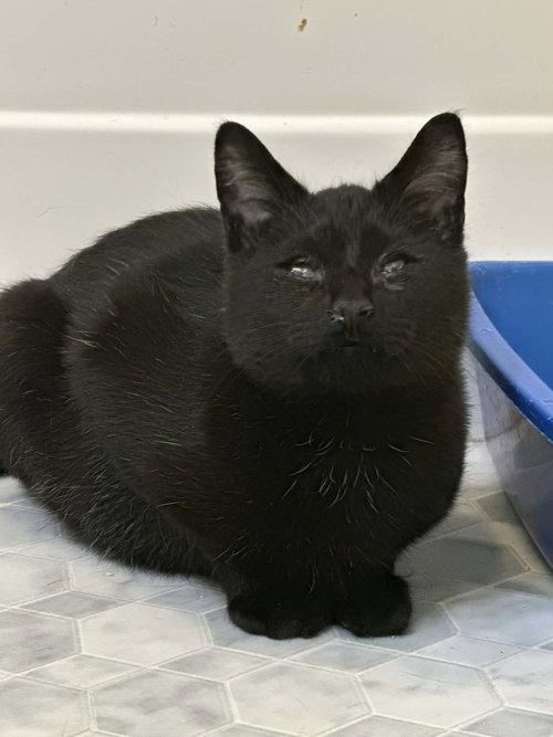 IKER - Domestic Short Hair available for adoption