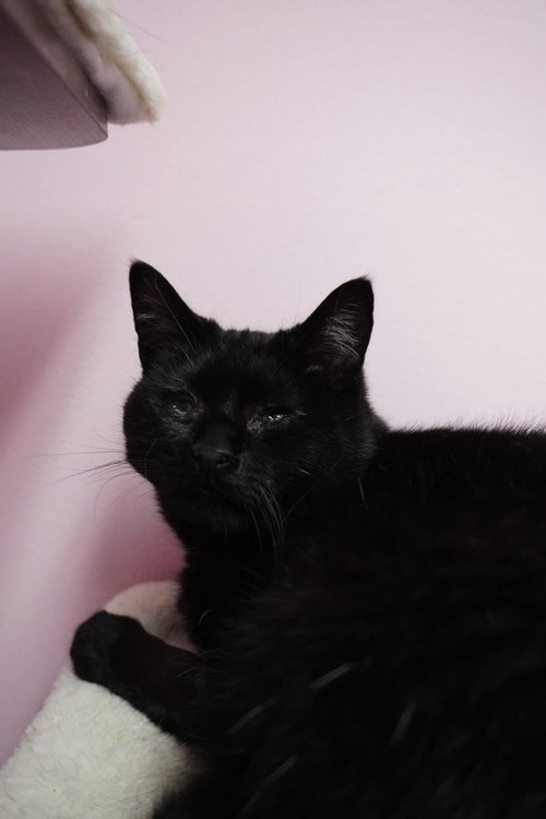 Iker, an adoptable Domestic Short Hair in Champaign, IL