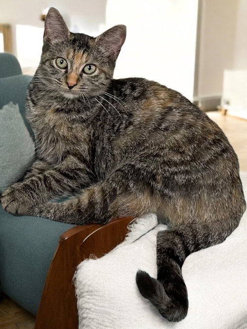 picture of the cat needing adoption