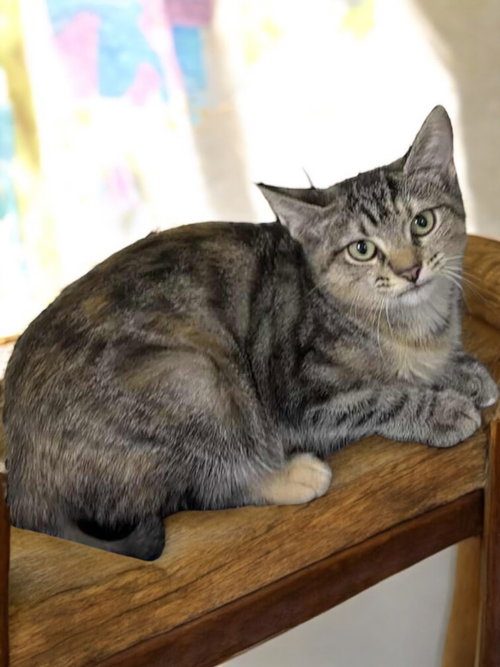 picture of the cat needing adoption