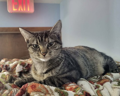FUCHSIA - Domestic Short Hair available for adoption