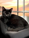 Zeke - Photo 3