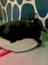 Zeke - Photo 2