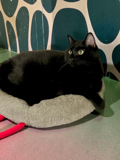 ZEKE - Domestic Short Hair available for adoption