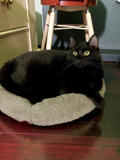 ZEKE - Domestic Short Hair available for adoption