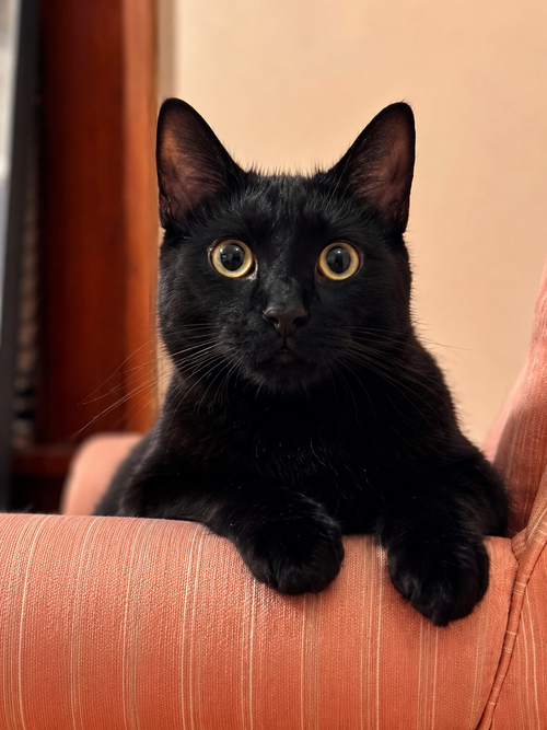 picture of the cat needing adoption