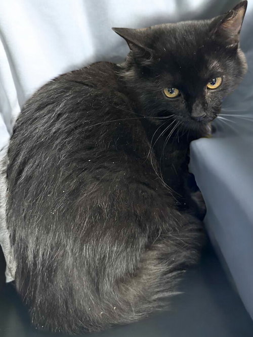 ZANDER - Domestic Medium Hair available for adoption