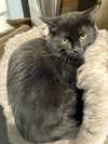 Zander - Photo 1