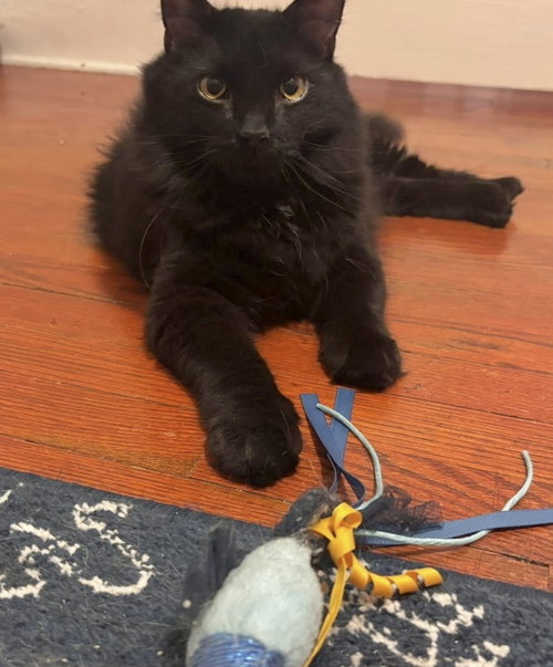Zander, Young Domestic Medium Hair (short coat), cat for adoption in Champaign, Illinois