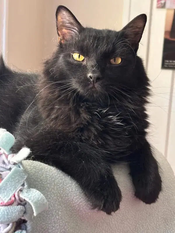 Zander - Domestic Medium Hair