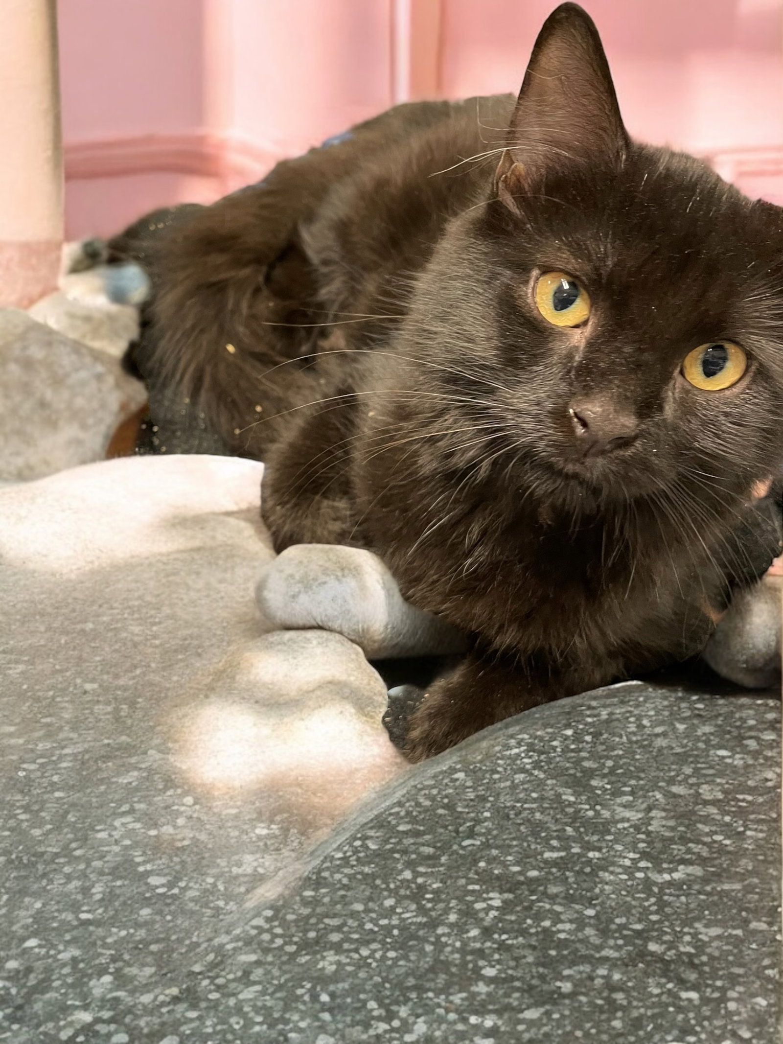 Zoe Image