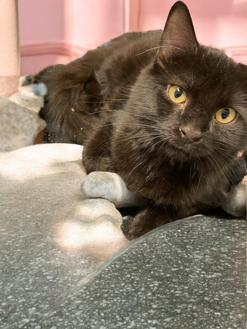 picture of the cat needing adoption