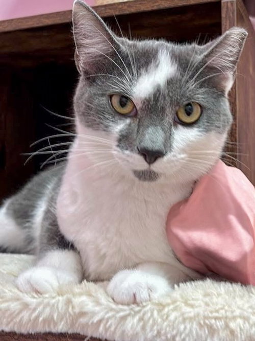 NICO - Domestic Short Hair available for adoption