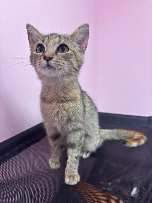 picture of the cat needing adoption