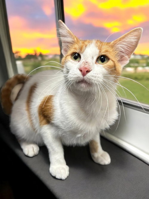 picture of the cat needing adoption
