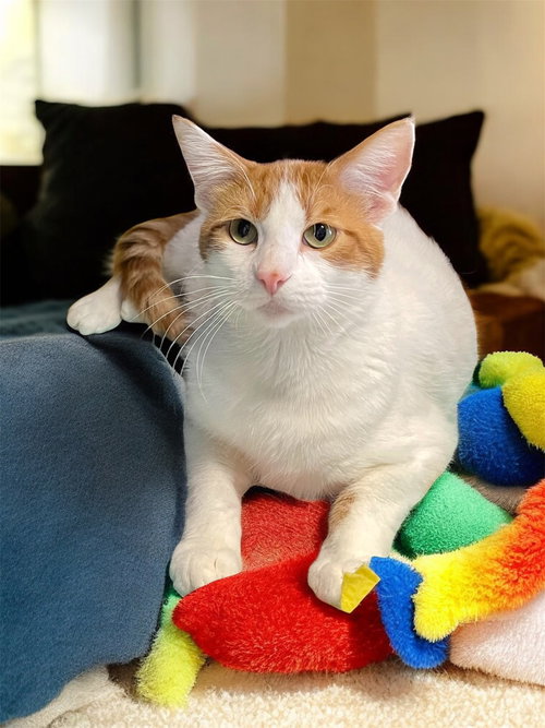 NATE - Domestic Short Hair available for adoption