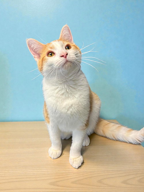 EVE - Domestic Short Hair available for adoption
