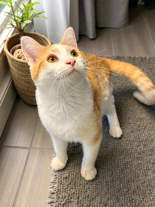 picture of the cat needing adoption