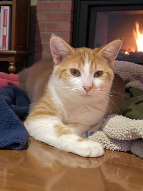 MACARONI - Domestic Short Hair available for adoption