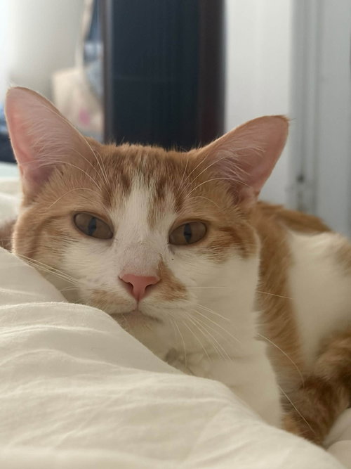 picture of the cat needing adoption