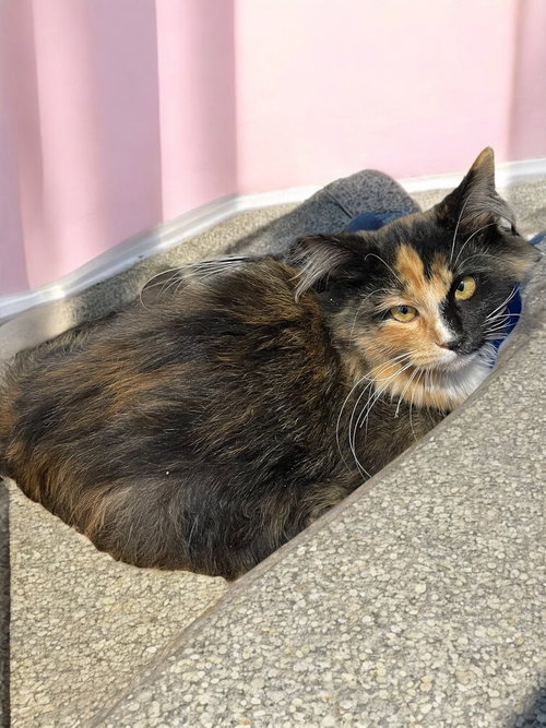 picture of the cat needing adoption