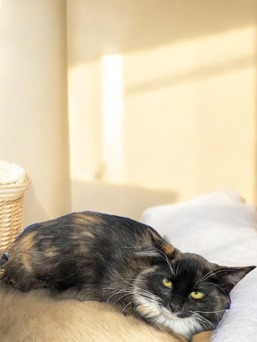picture of the cat needing adoption