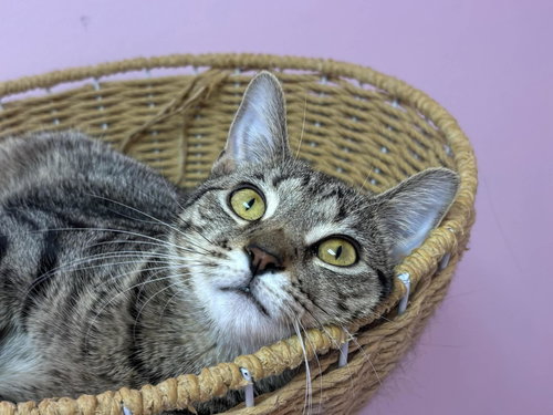 HAPPY - Domestic Short Hair available for adoption