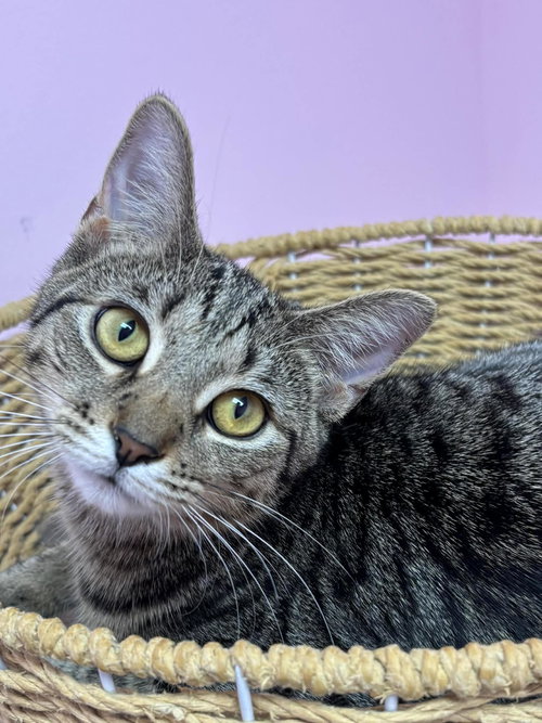 HAPPY - Domestic Short Hair available for adoption