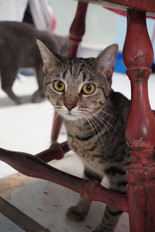 Happy, an adoptable Domestic Short Hair in Champaign, IL