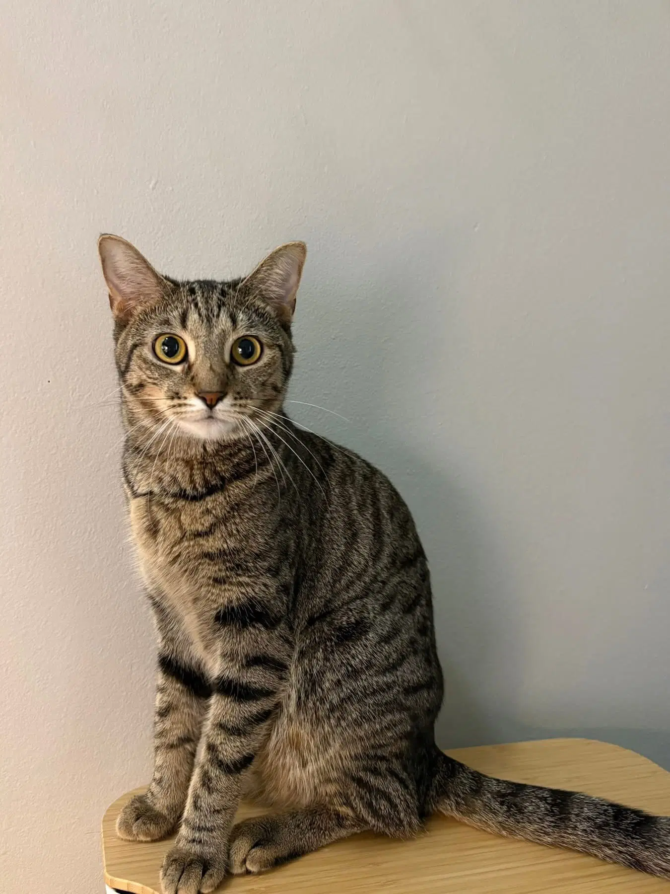 Happy - Domestic Short Hair