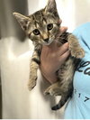 Sneezy - Photo 3