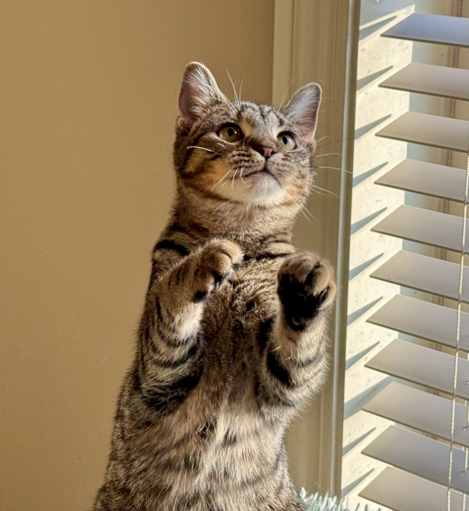 Sneezy Image